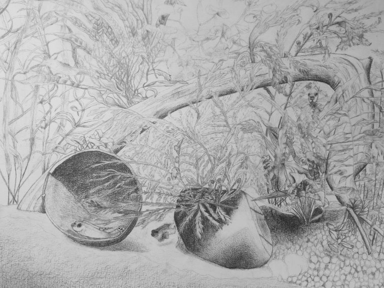 eau douce - pelmato pulcher