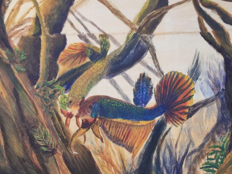 eau douce - betta mahachaiensis