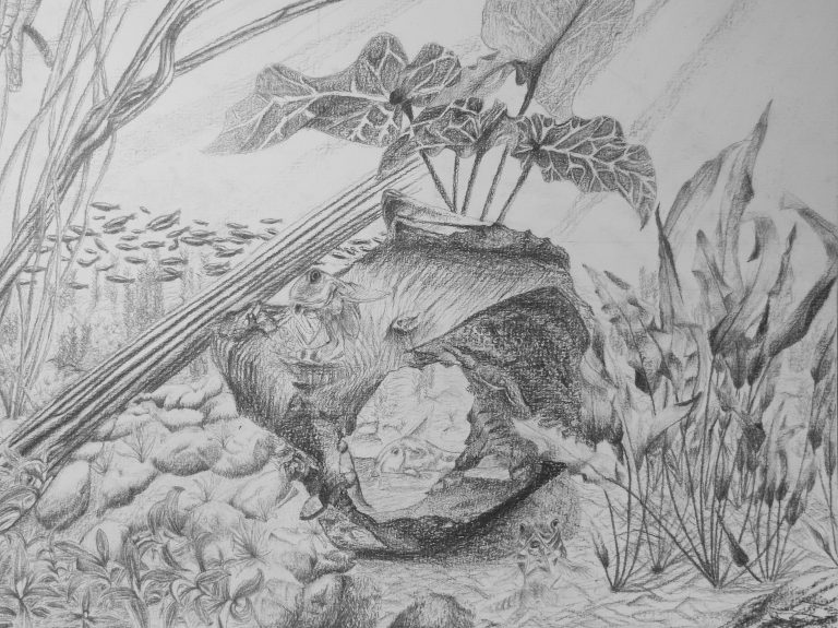 eau douce - corydoras